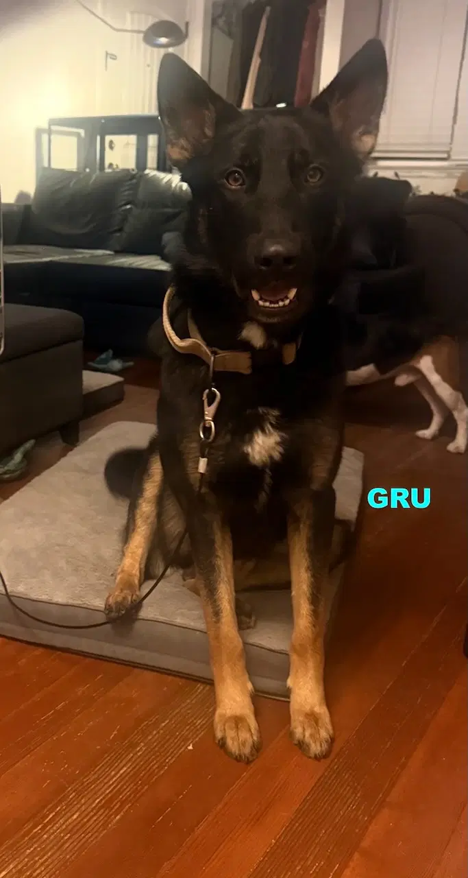 Gru image 4