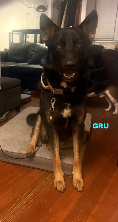 GRU photo 4