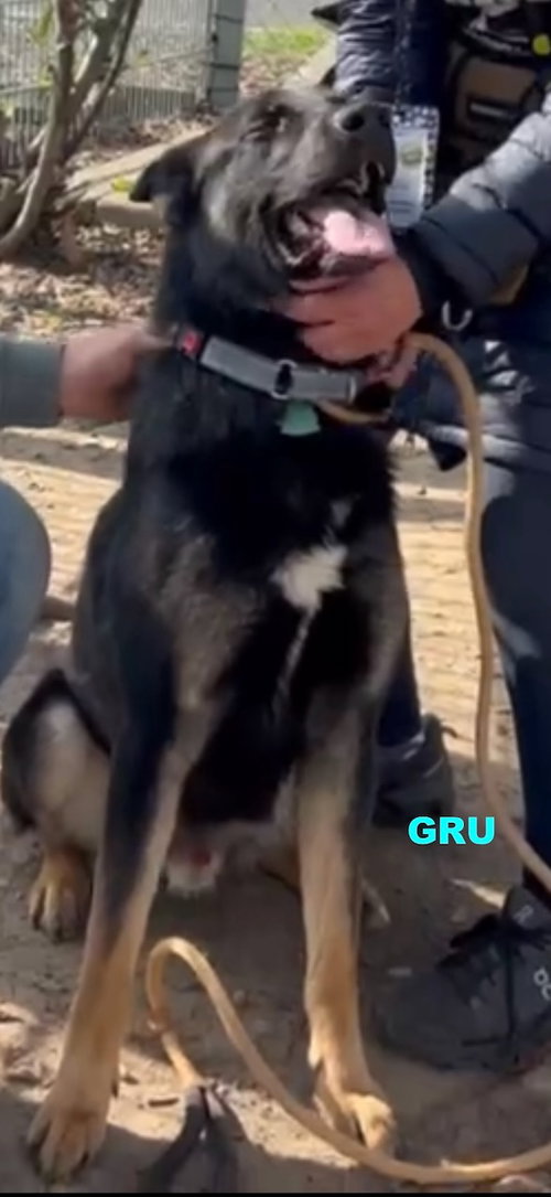 GRU photo 5