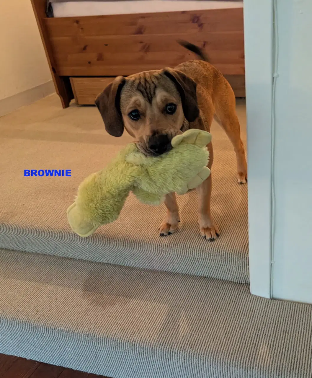 Brownie - Beagle