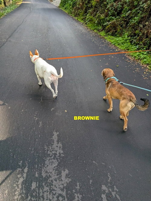 BROWNIE photo 2