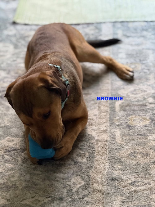 BROWNIE photo 5