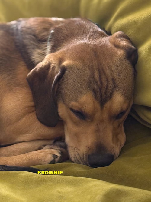 BROWNIE photo 6