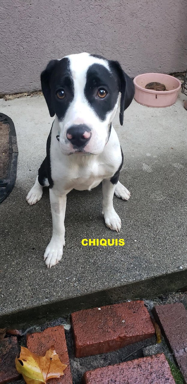 CHIQUIS