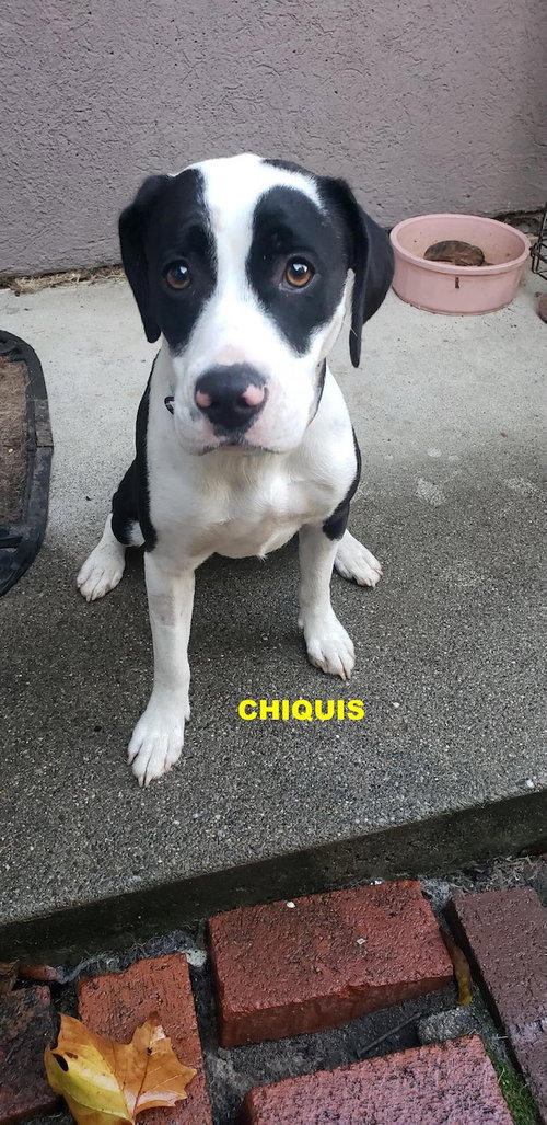 CHIQUIS, an adoptable Terrier in Woodland Hills, CA