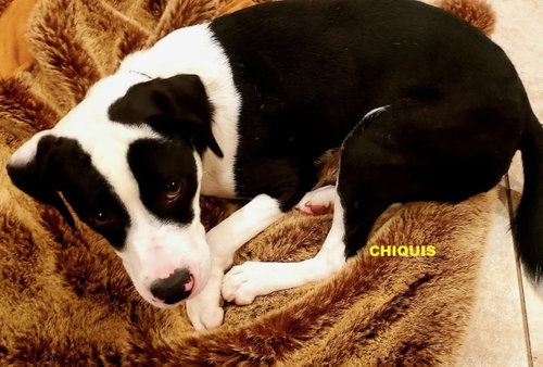 CHIQUIS photo 2