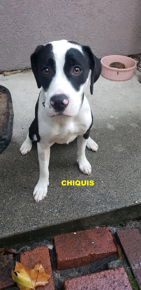 CHIQUIS