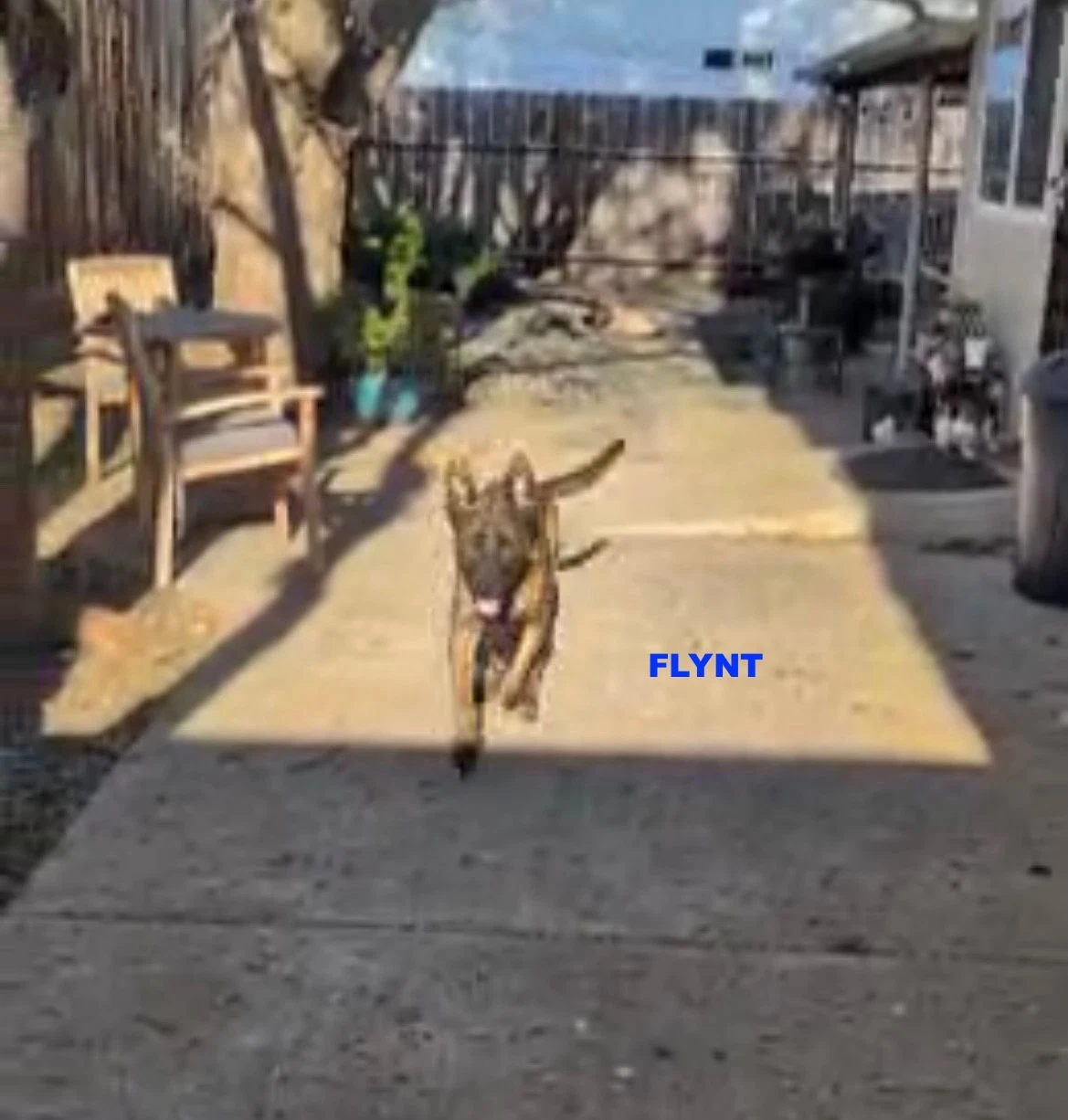 Flynt