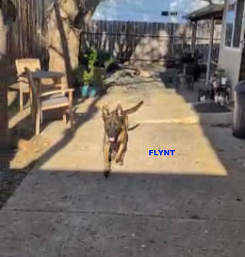 FLYNT, an adoptable Dutch Shepherd in Woodland Hills, CA