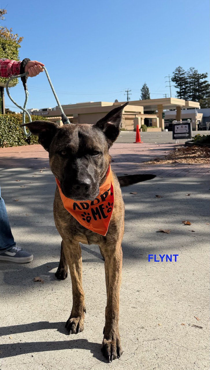 FLYNT, photo 6
