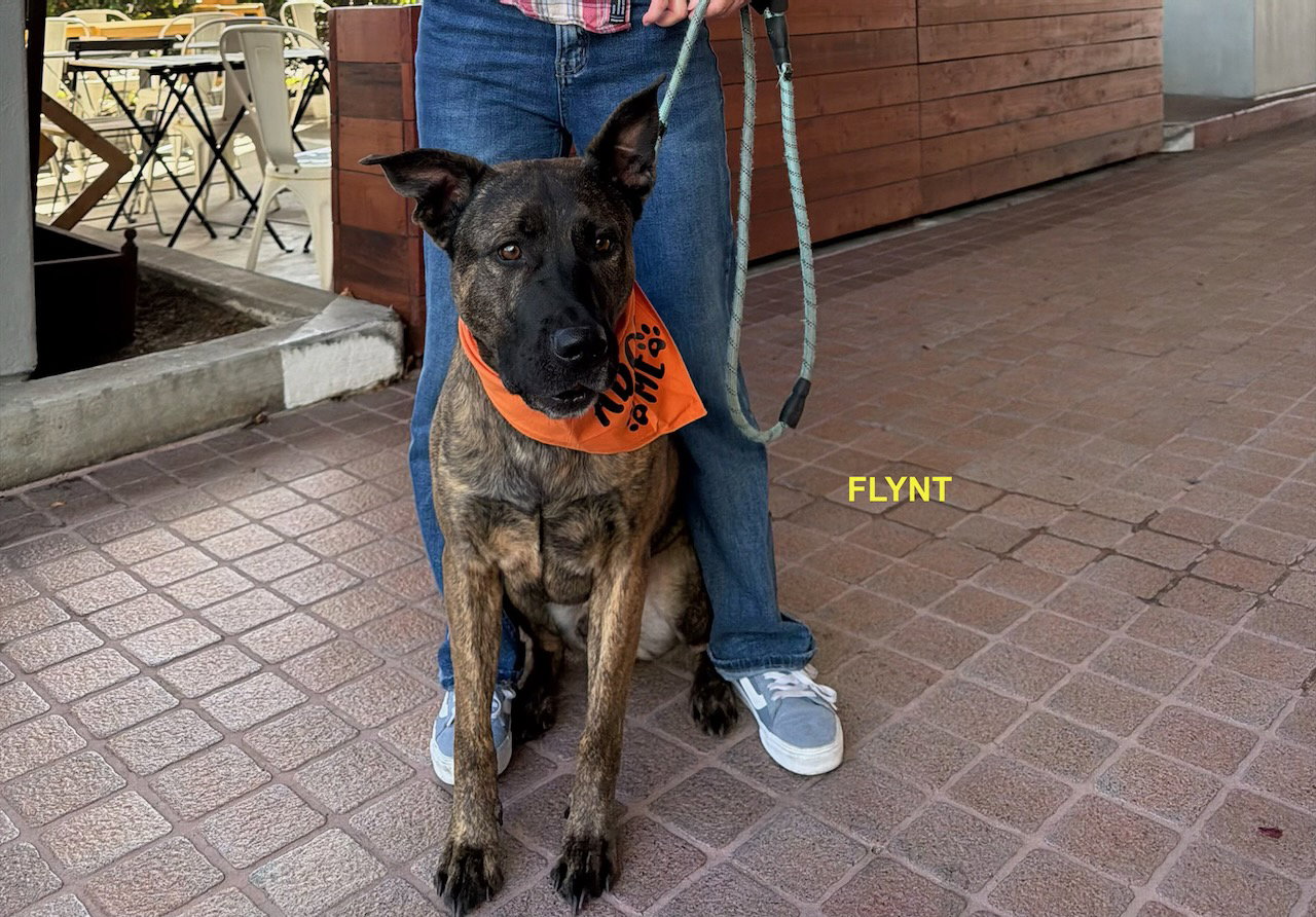FLYNT, photo 8
