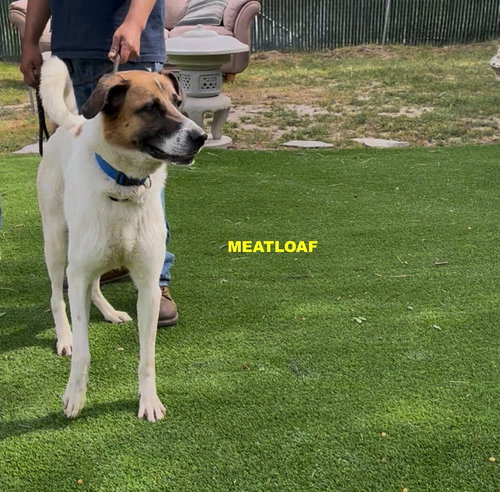 MEATLOAF, an adoptable Anatolian Shepherd in Woodland Hills, CA