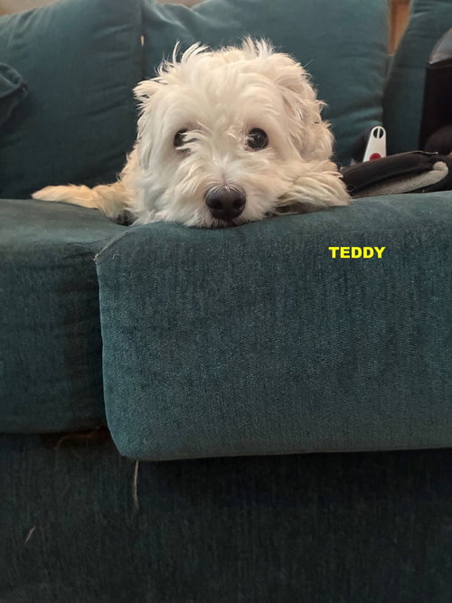 TEDDY ( aka Teddy Bear), an adoptable Coton de Tulear in Woodland Hills, CA