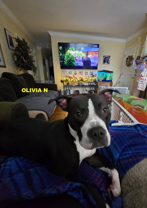 OLIVIA N, an adoptable Pit Bull Terrier in Woodland Hills, CA