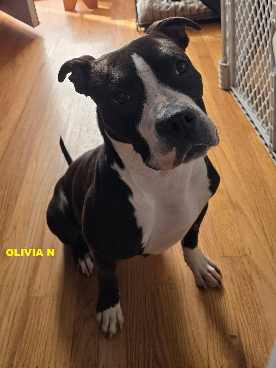 OLIVIA N