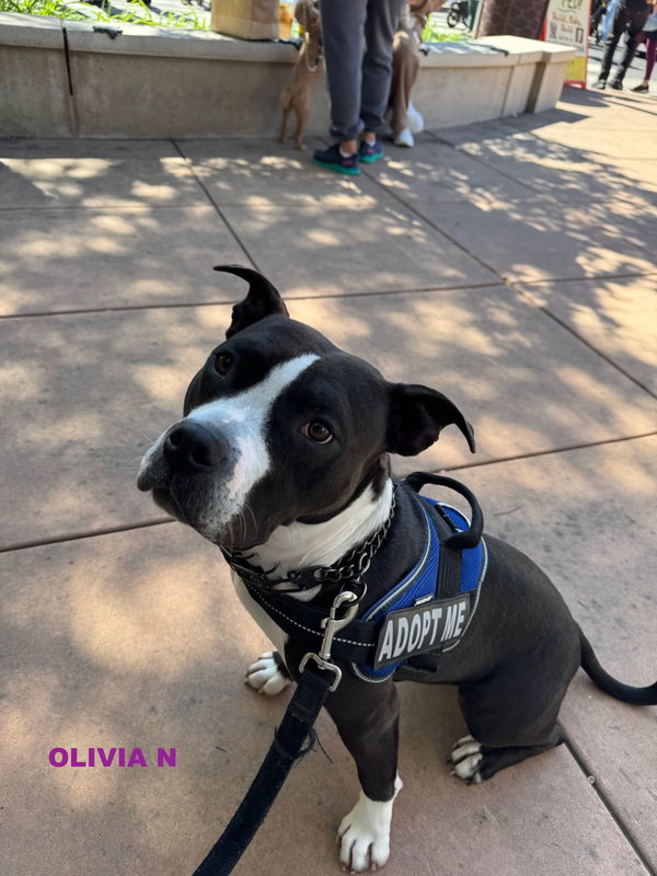 OLIVIA N