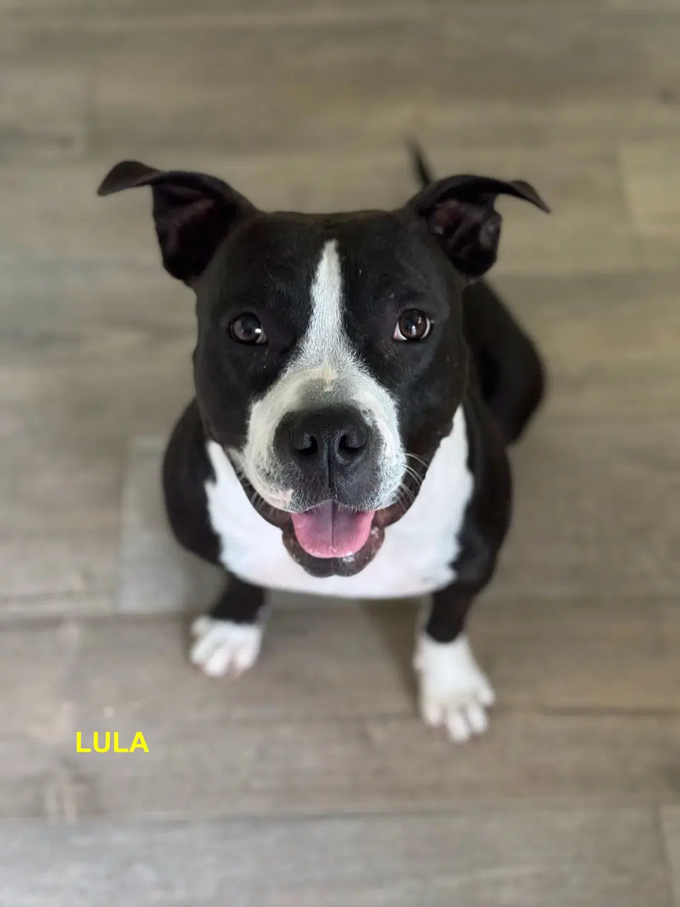 Olivia N - Pit Bull Terrier