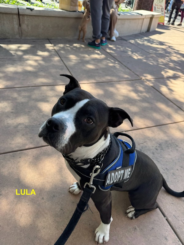 LULA