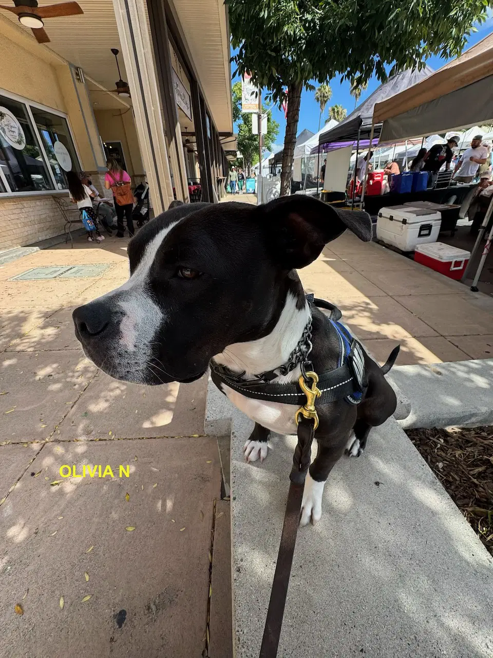 Olivia N - Pit Bull Terrier