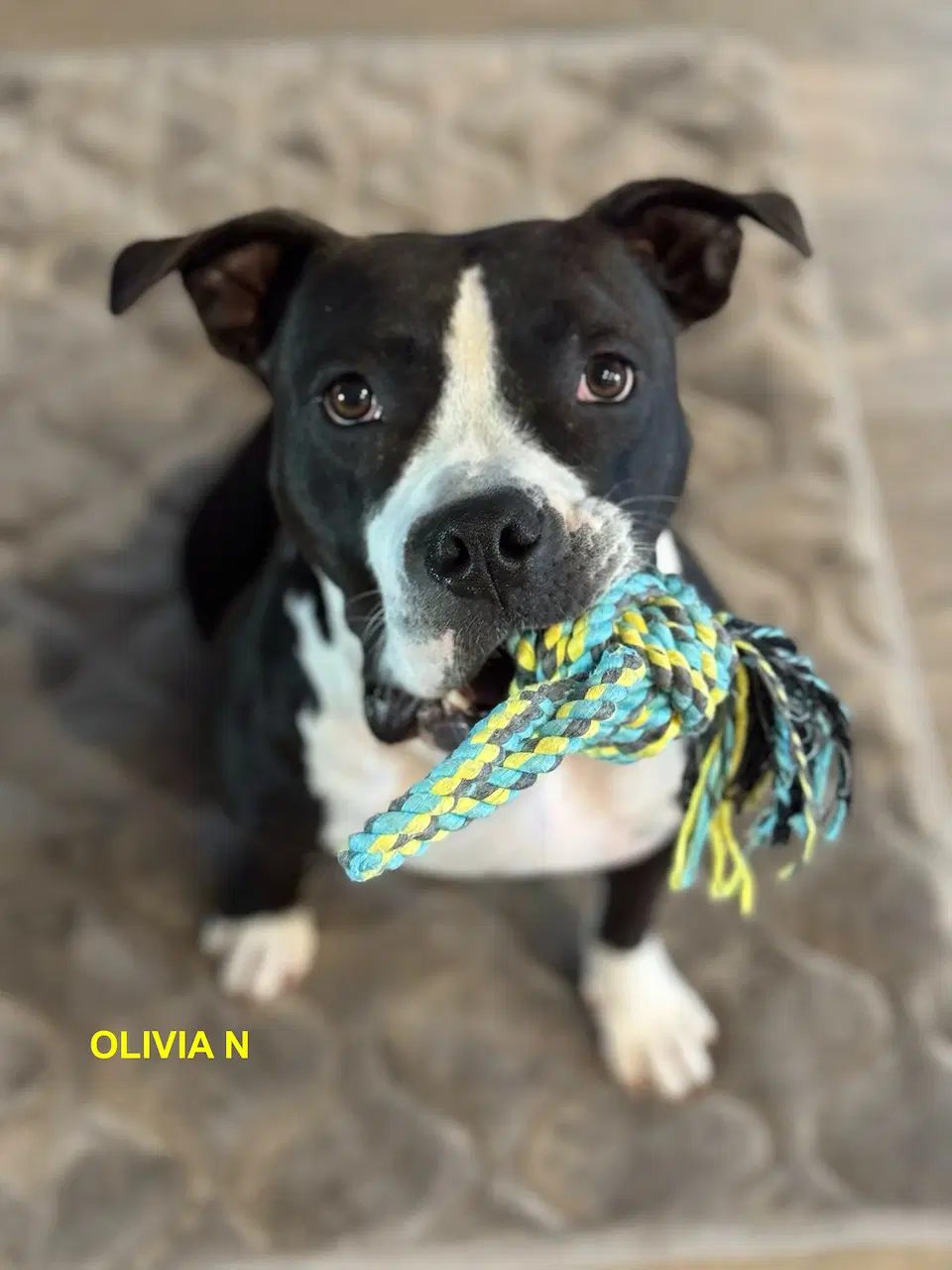 Olivia N image 4