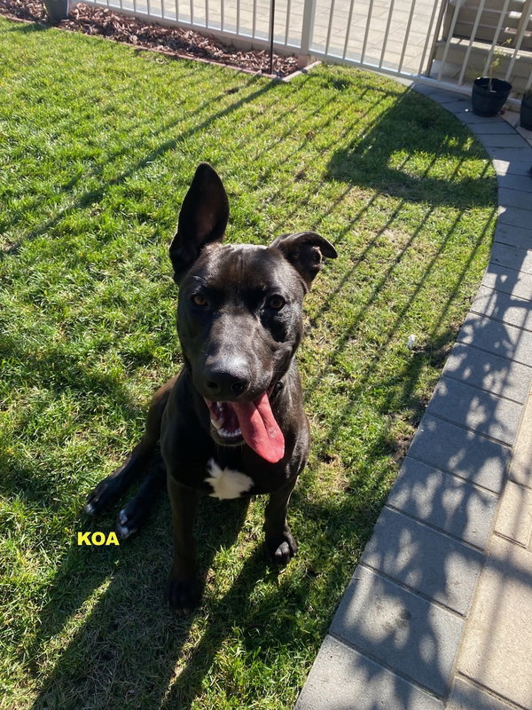 KOA