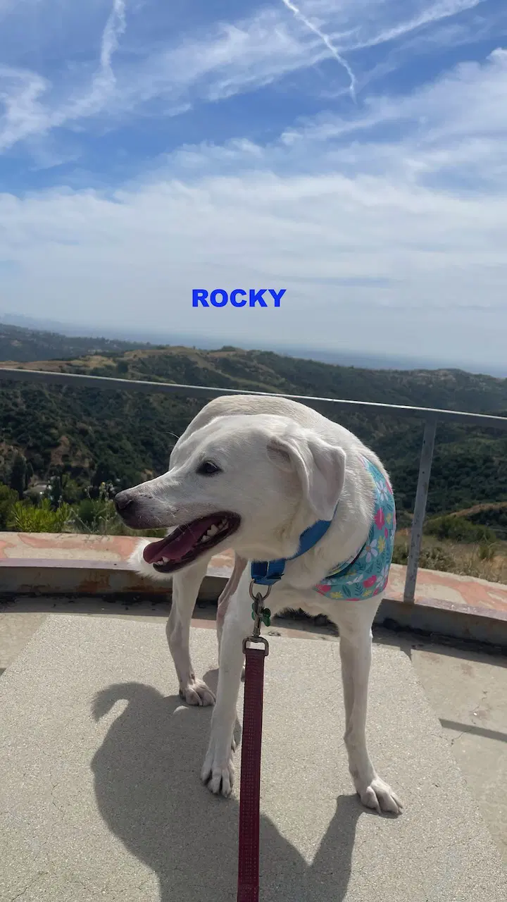 Rocky image 2