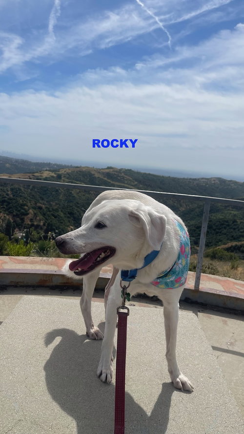 ROCKY photo 2