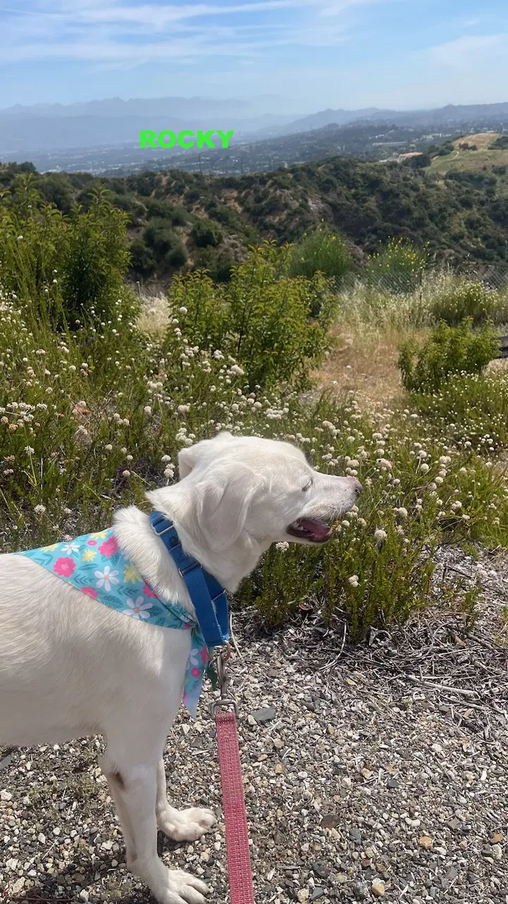 Rocky image 3
