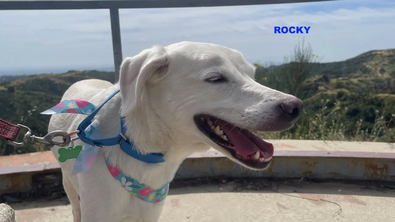 Rocky image 4