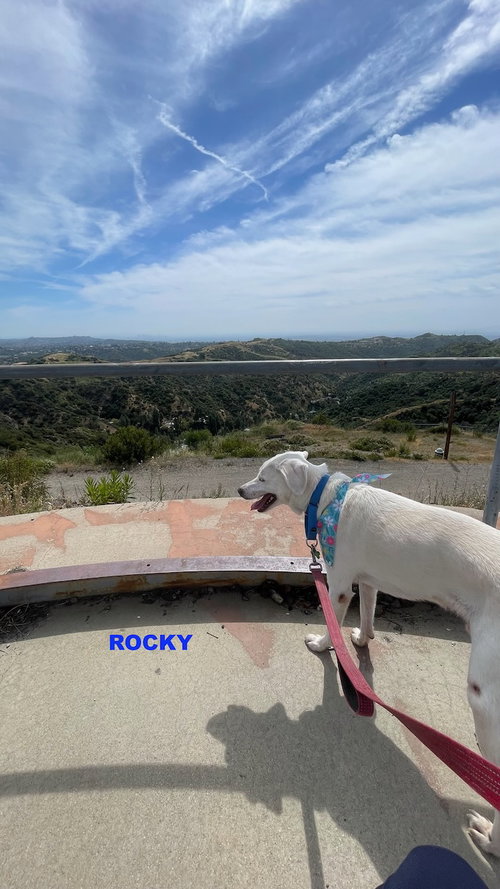 ROCKY photo 5