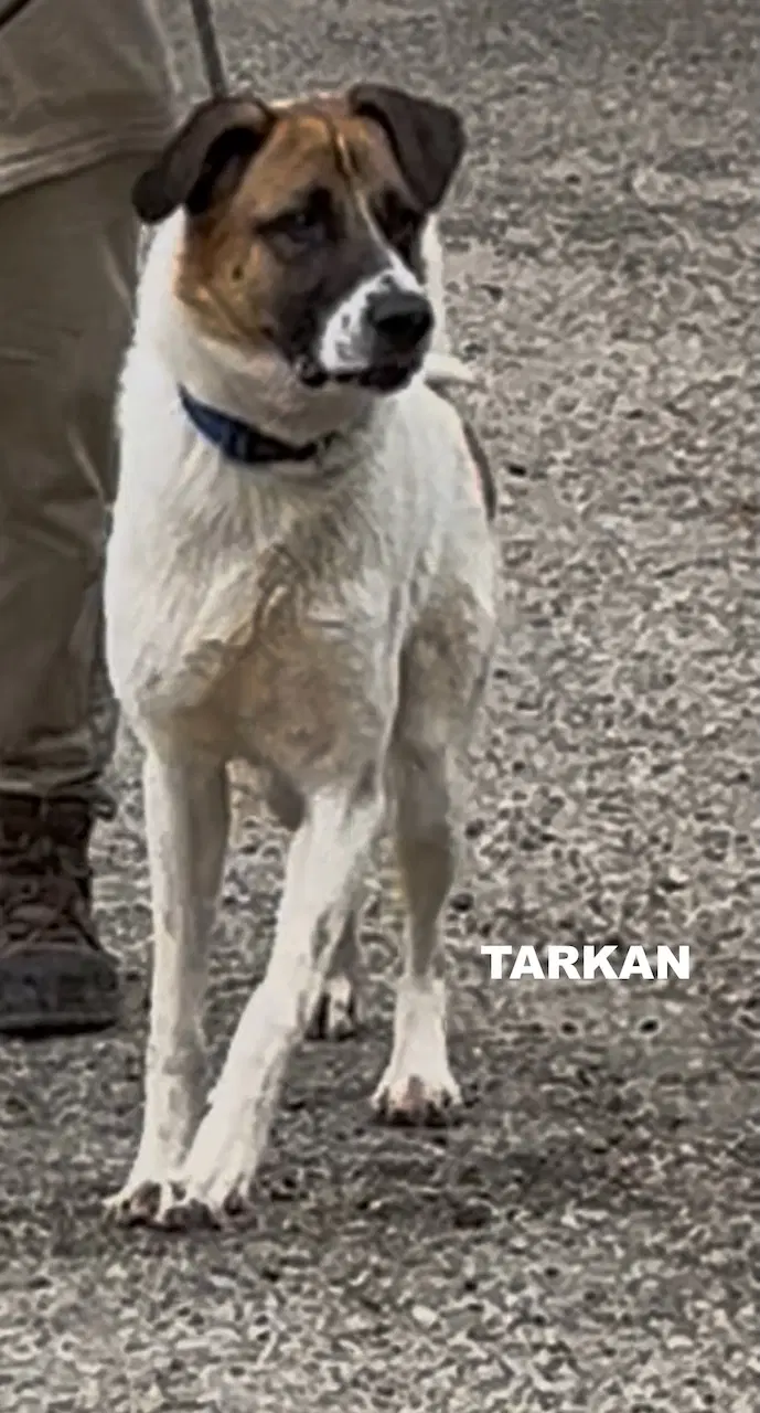 Tarkan - Shepherd Mix