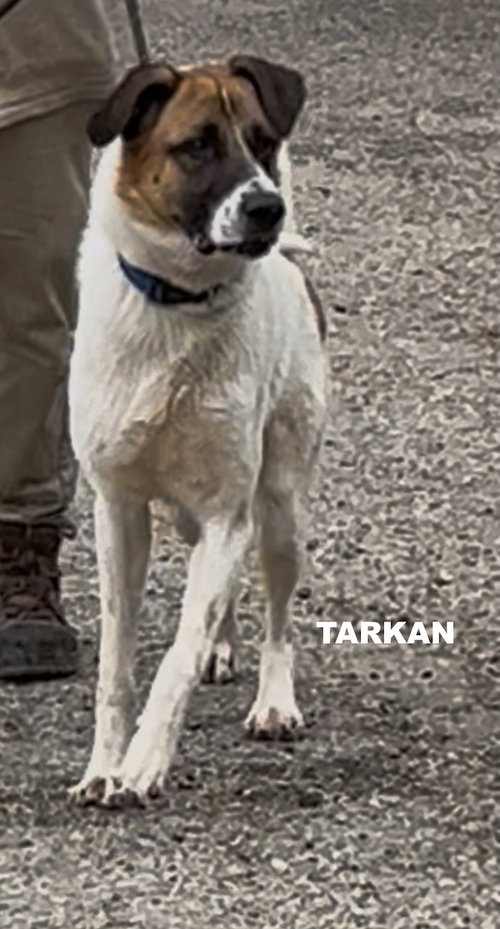 TARKAN, an adoptable Unknown breed in Woodland Hills, CA