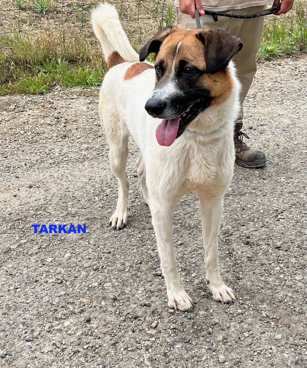 Tarkan image 3