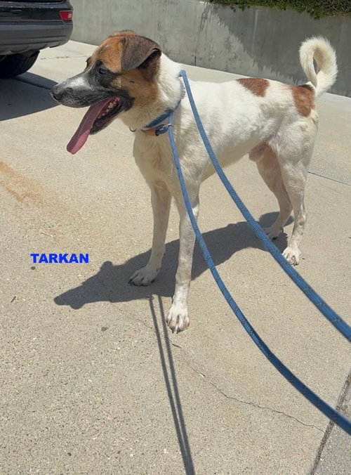 TARKAN photo 6