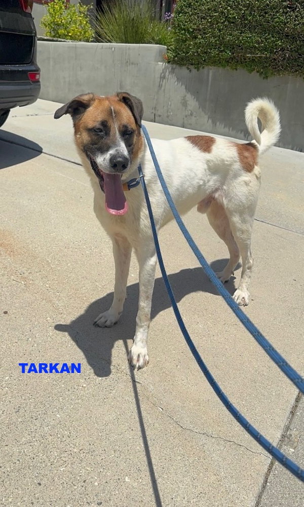 TARKAN