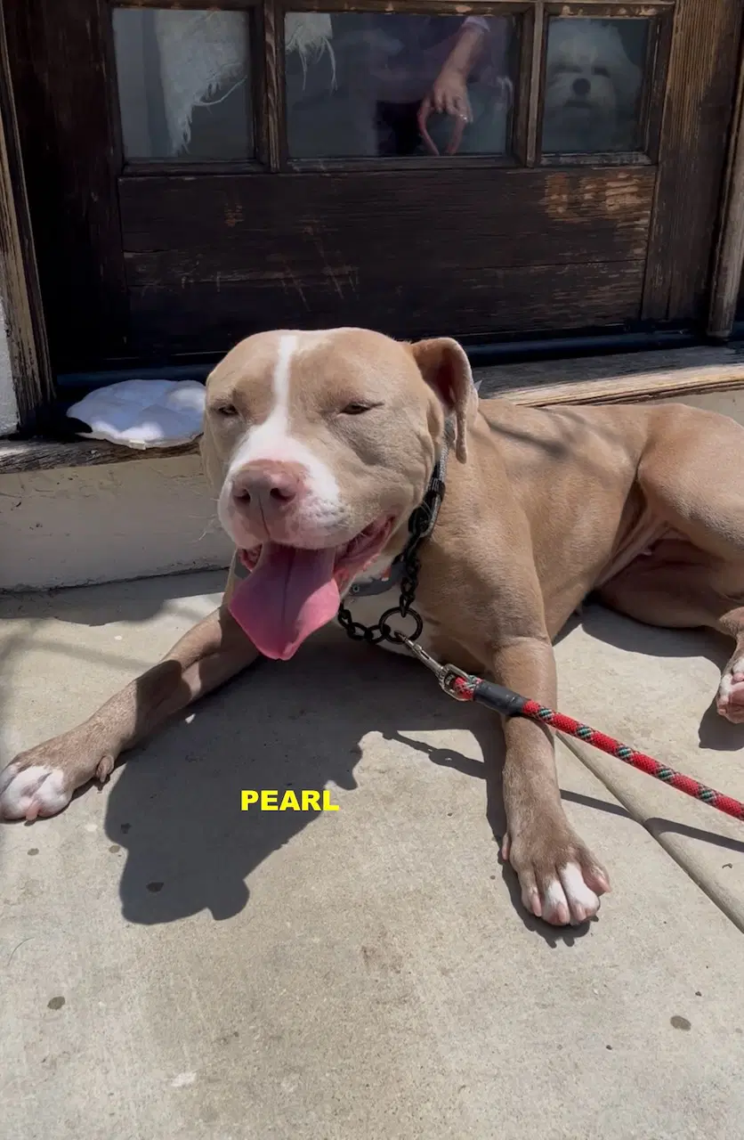 Pearl - Staffordshire Bull Terrier
