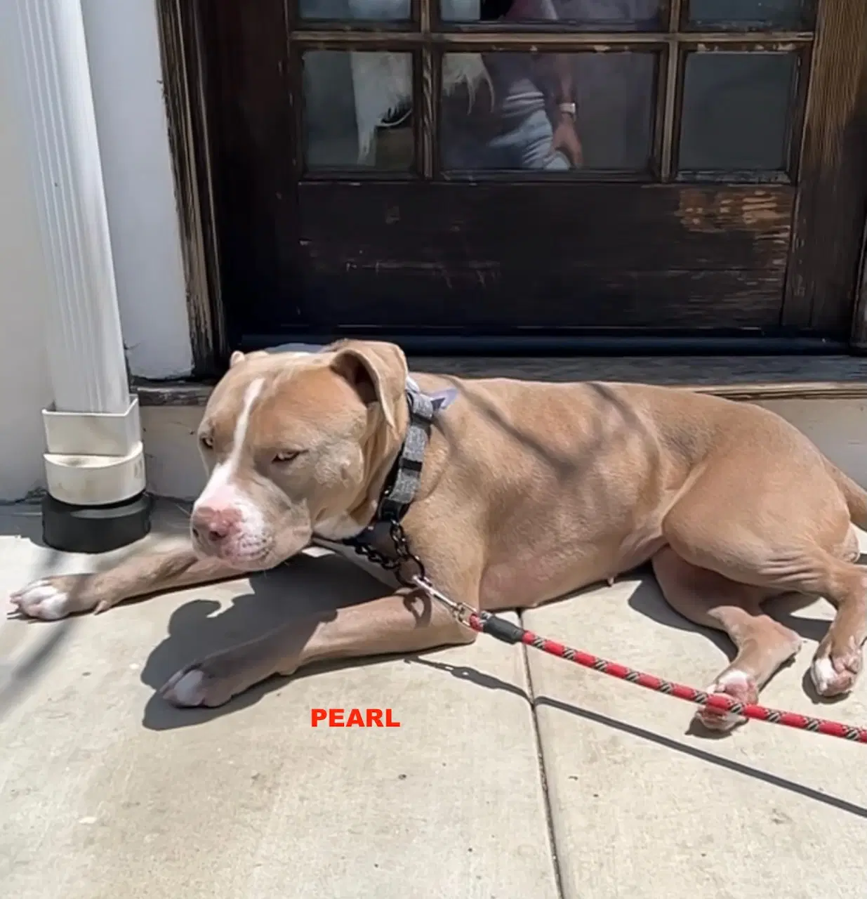 Pearl image 2