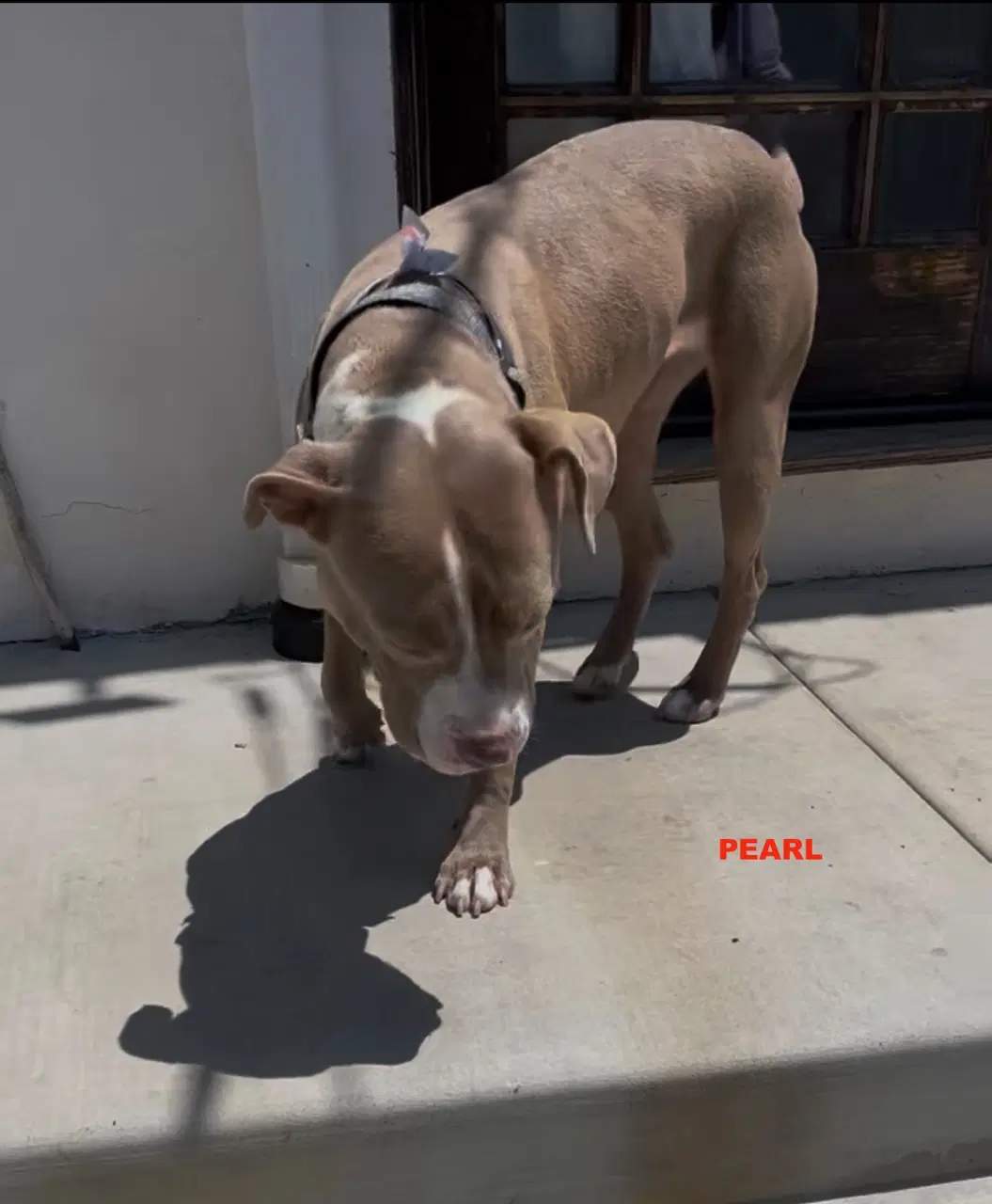 Pearl image 4