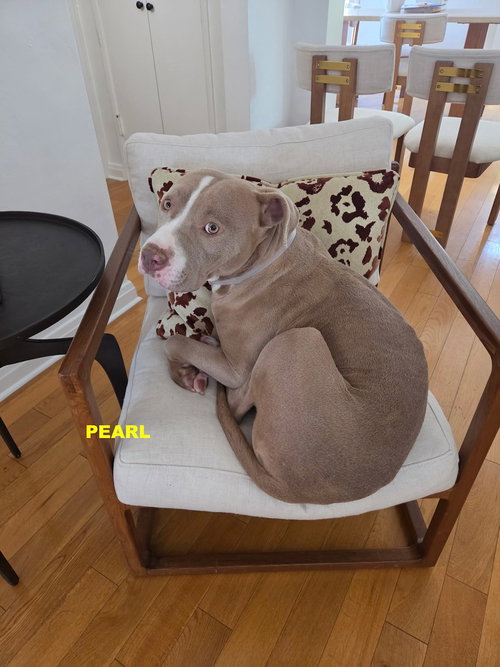 Pearl photo 8