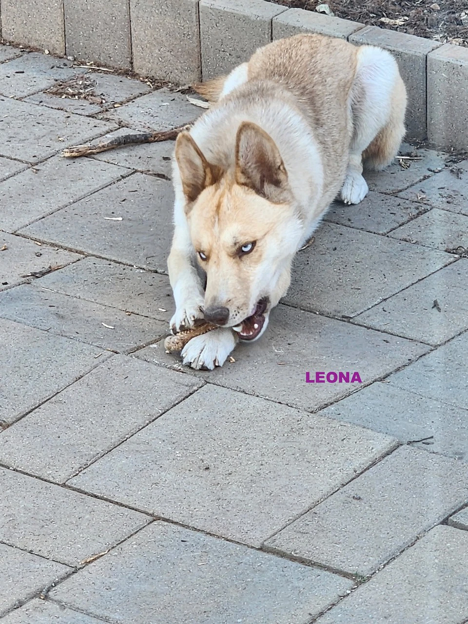 Gracie  Leona