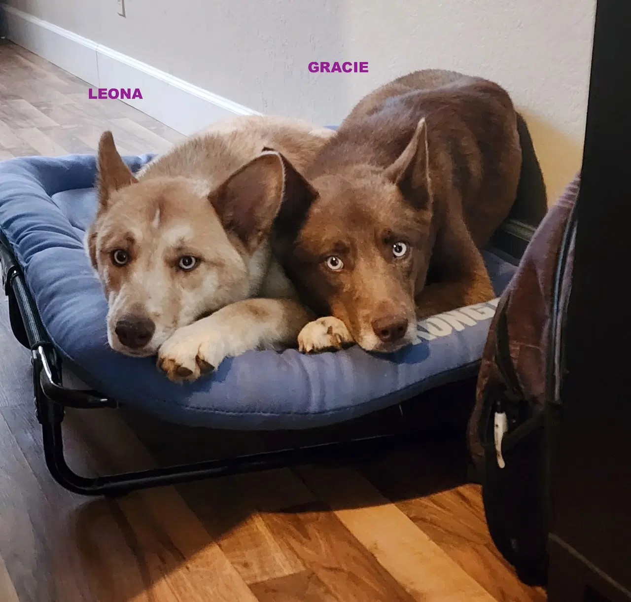 Gracie  Leona image 2