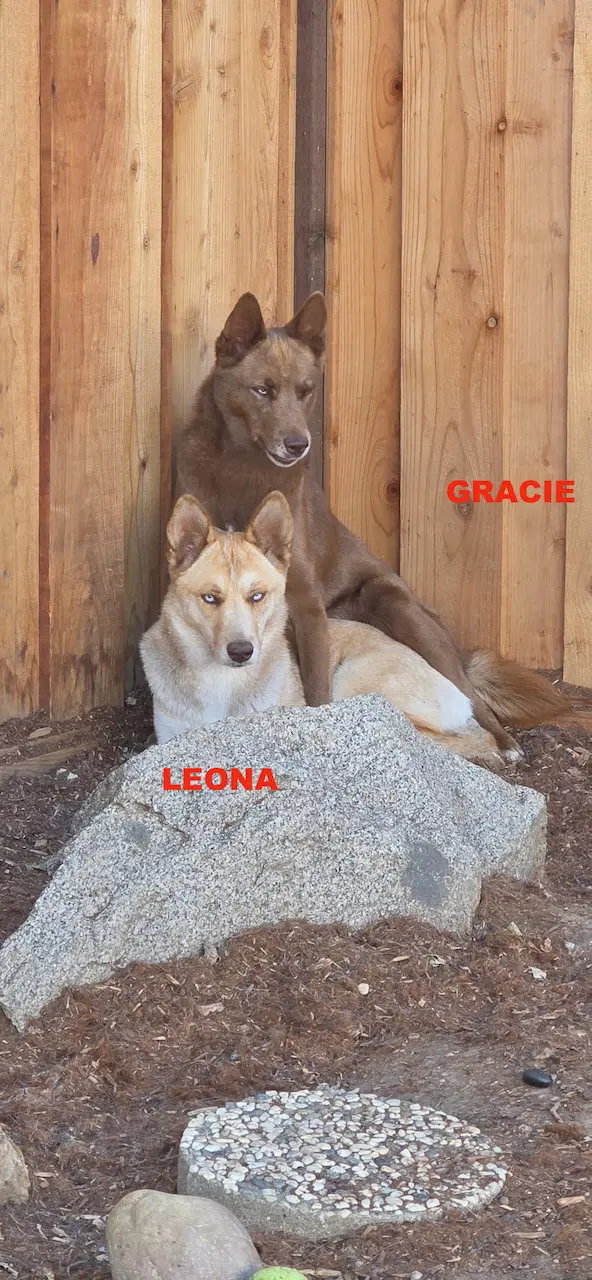 Gracie  Leona image 4
