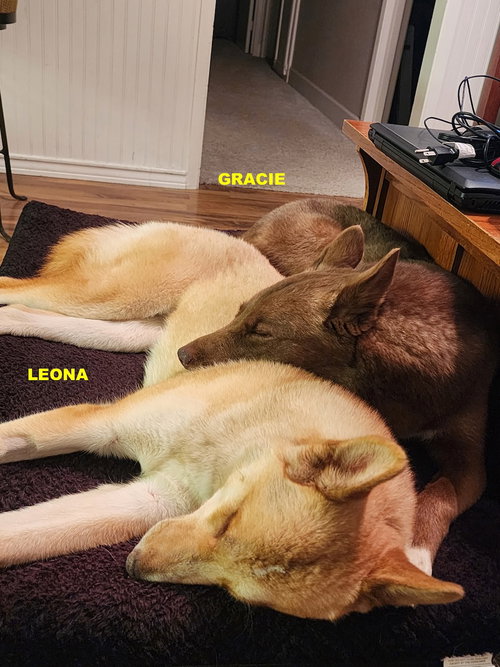 GRACIE & LEONA photo 5