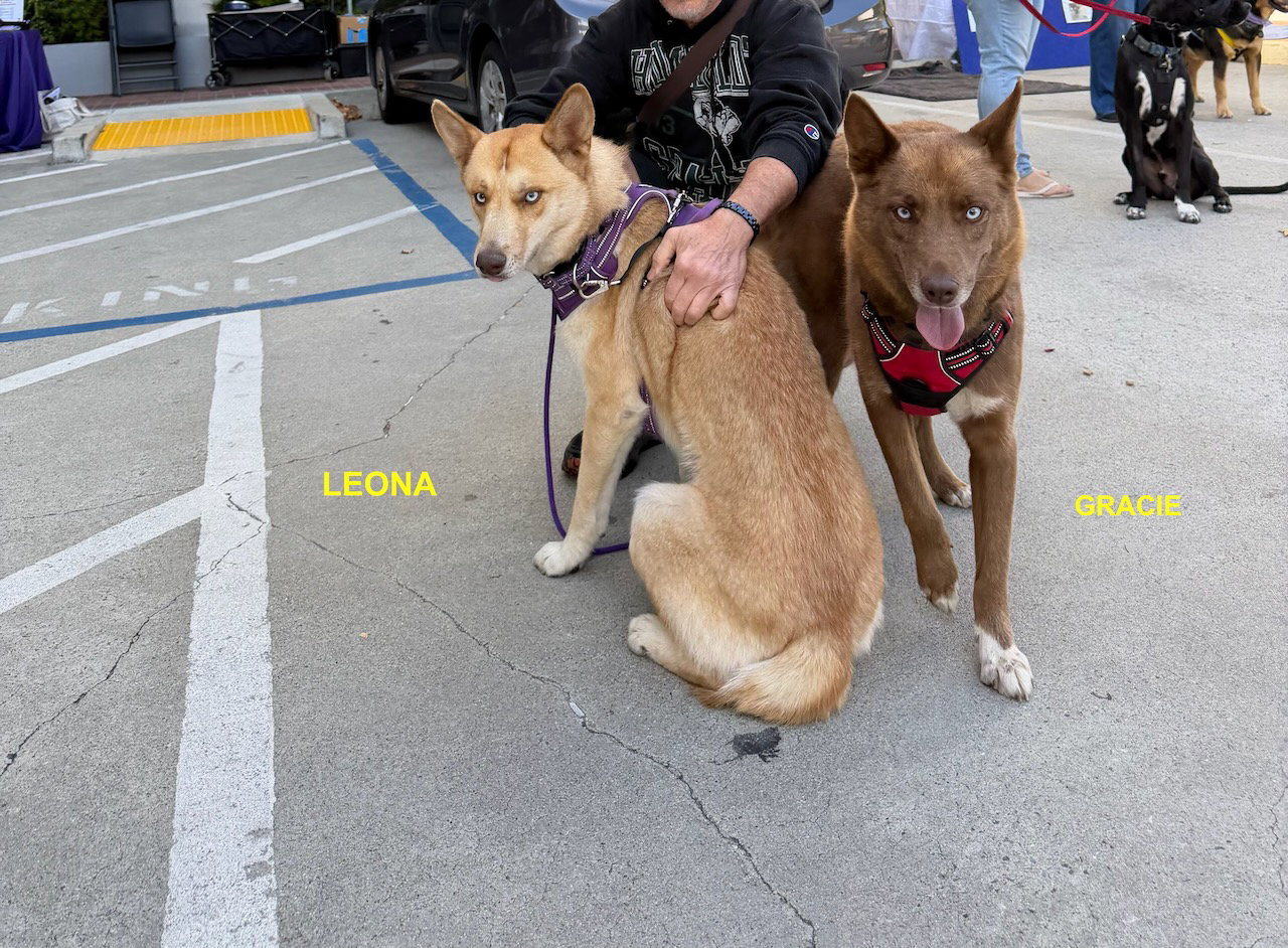 GRACIE & LEONA, photo 12