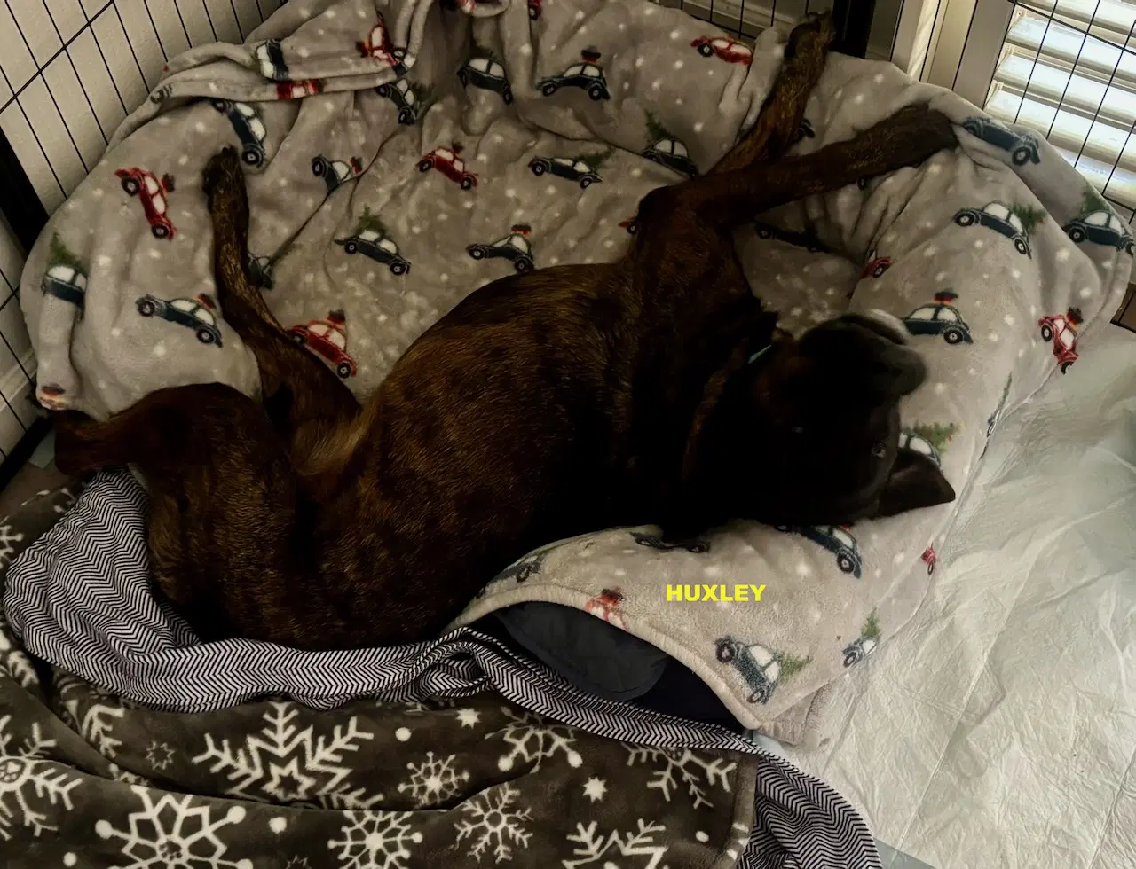 Huxley - Rottweiler