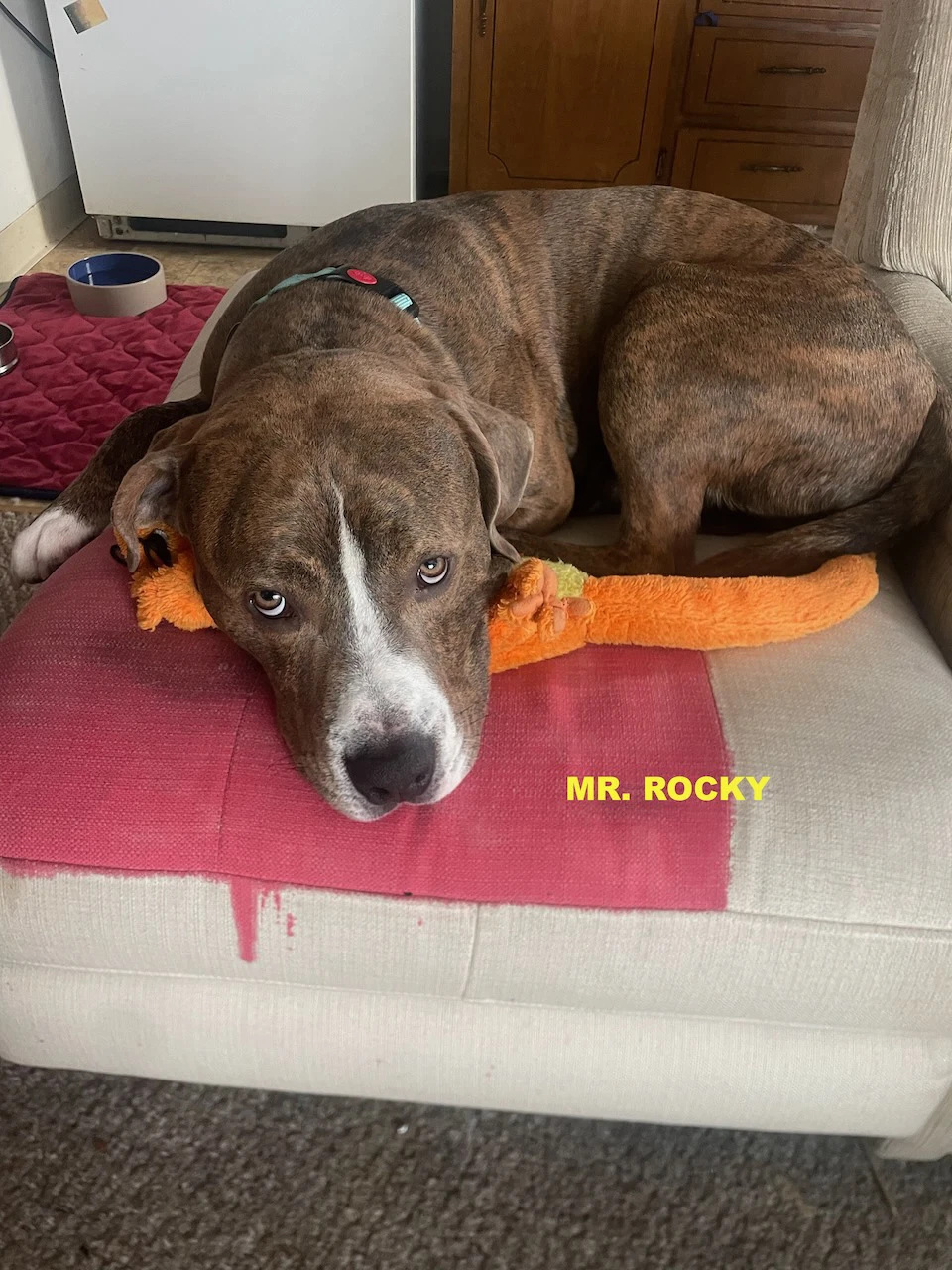 Mr Rocky