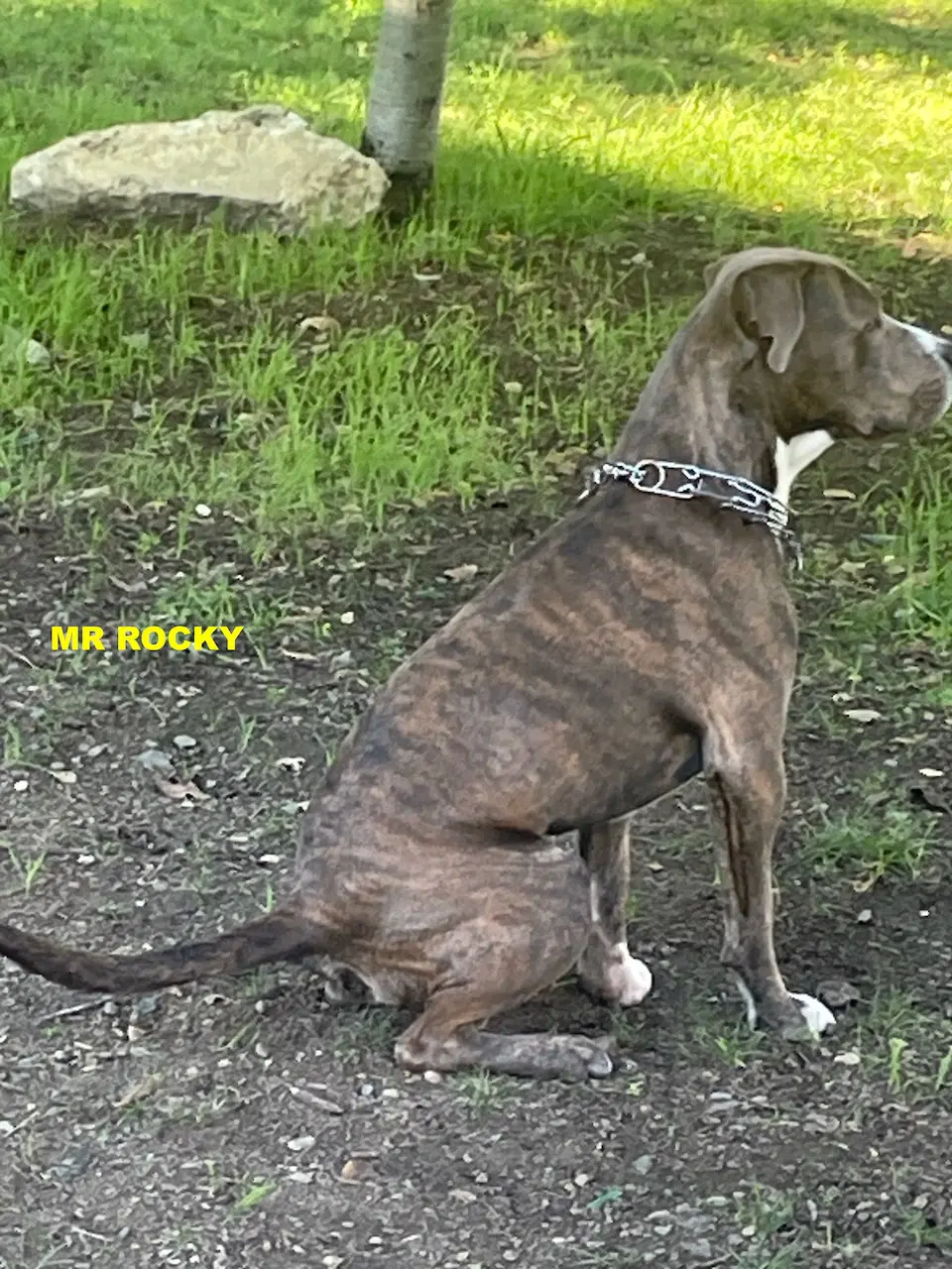 Mr Rocky image 2
