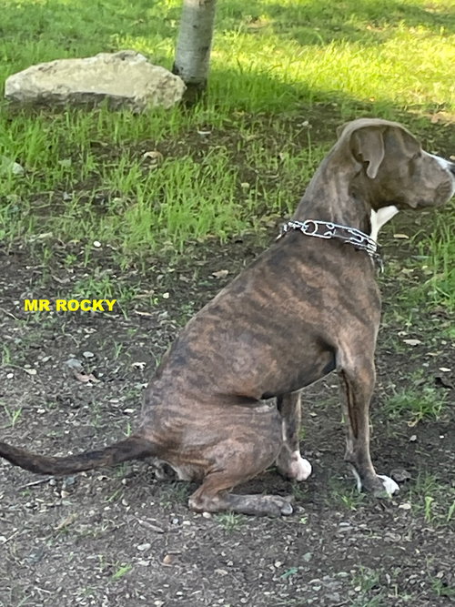 Mr Rocky photo 2