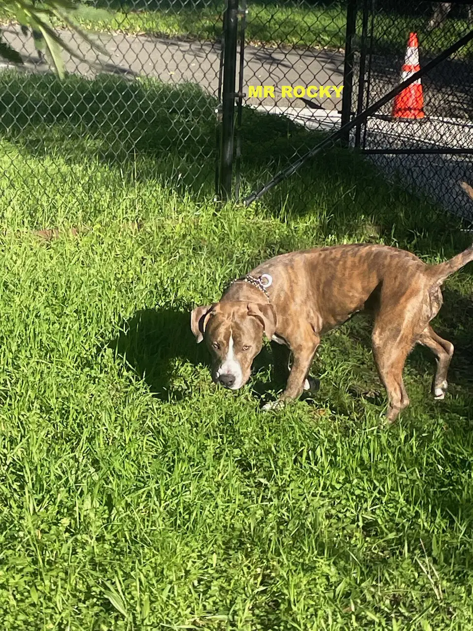 Mr Rocky image 3