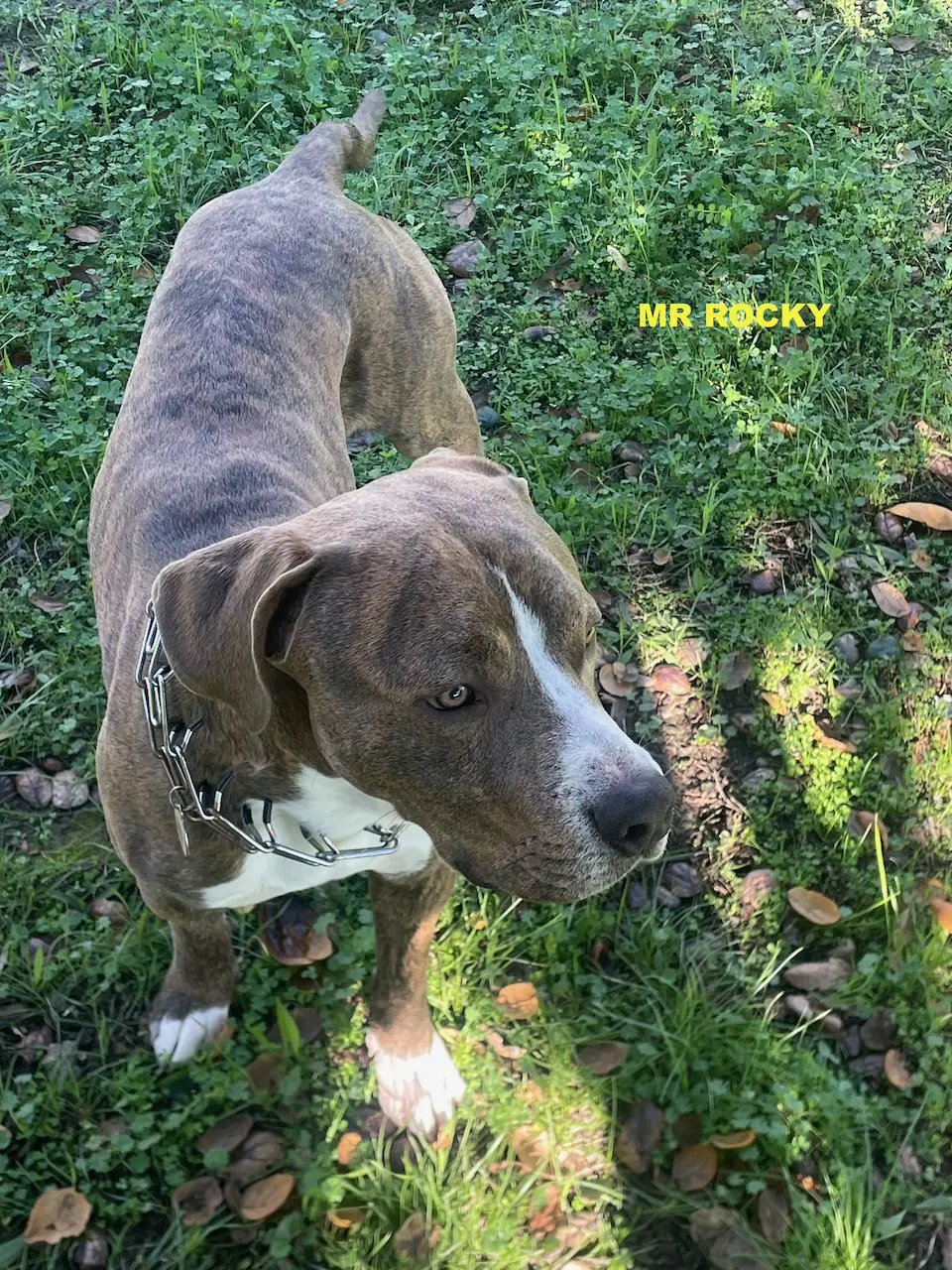 Mr Rocky image 4